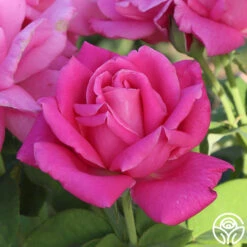 Perfume Delight -RoseLuxe Shop Perfume Delight 01