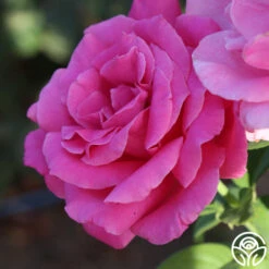 Perfume Delight -RoseLuxe Shop Perfume Delight 02