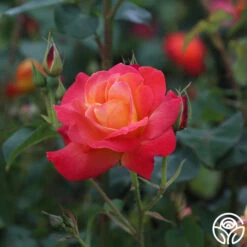 Piñata 9 Piñata -RoseLuxe Shop Pinata 12