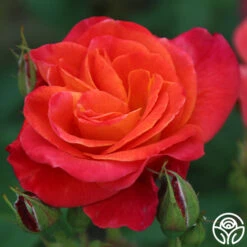 Piñata 13 Piñata -RoseLuxe Shop Pinata 13