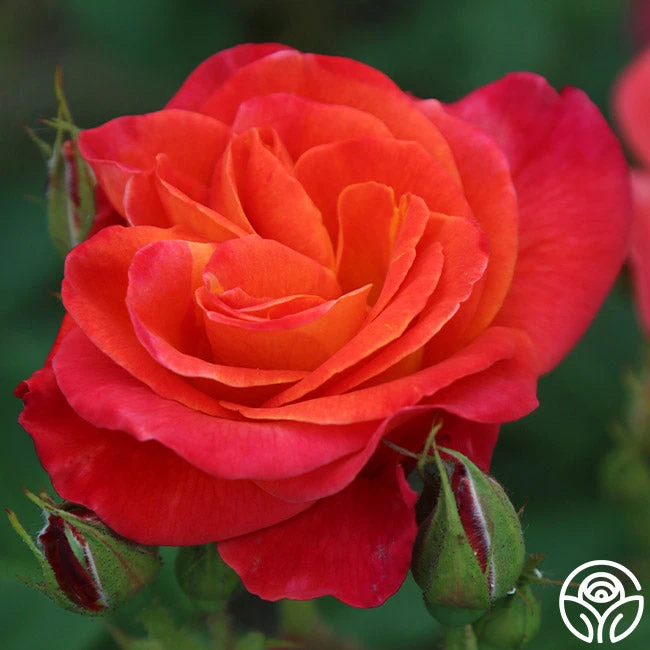 Piñata 7 Piñata - Image 7