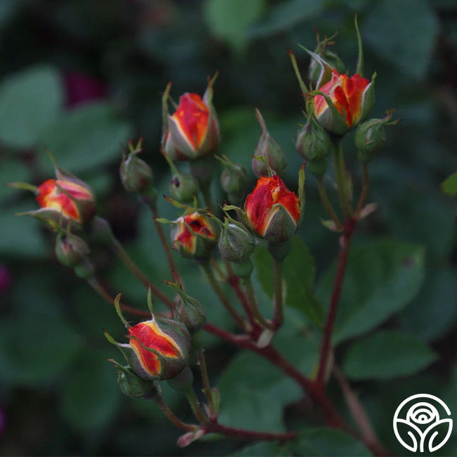 Piñata 6 Piñata - Image 6