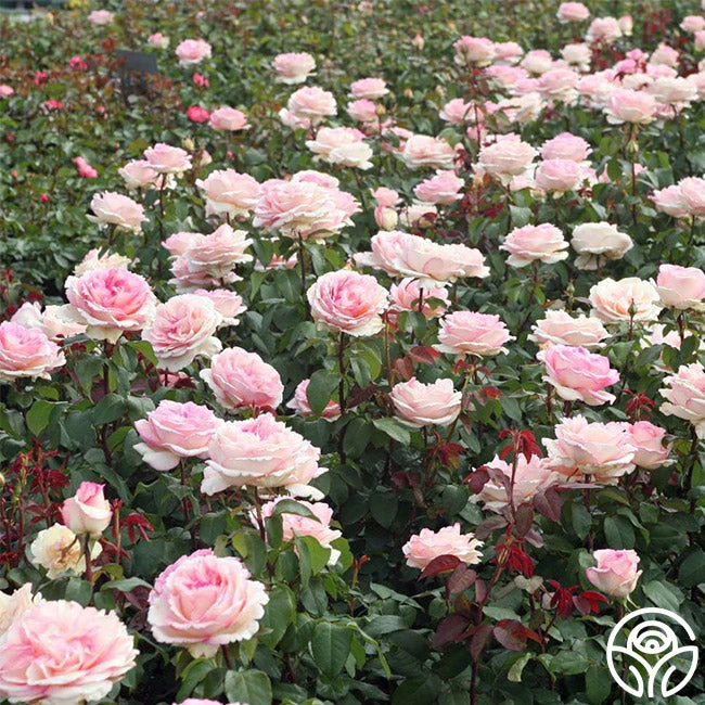 Eleganza® Pink Enchantment® 4 Eleganza® Pink Enchantment® - Image 4