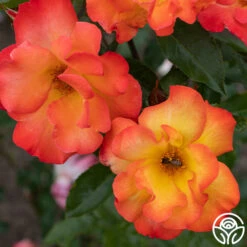 Playboy® -RoseLuxe Shop PlayBoy 11