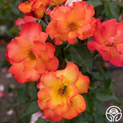 Playboy® -RoseLuxe Shop PlayBoy 14