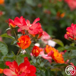 Playboy® -RoseLuxe Shop PlayBoy 15