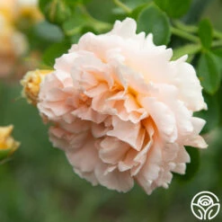 Polka® 20 Polka® -RoseLuxe Shop Polka 11