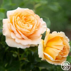 Polka® 22 Polka® -RoseLuxe Shop Polka 12