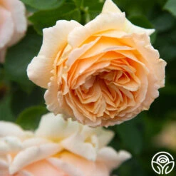 Polka® 23 Polka® -RoseLuxe Shop Polka 15