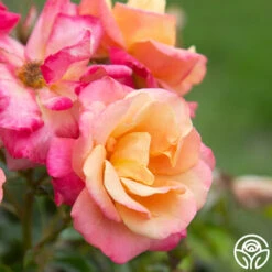 Polynesian Punch™ 17 Polynesian Punch™ -RoseLuxe Shop Polynesian Punch 111