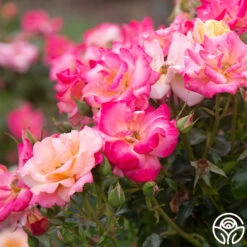 Polynesian Punch™ 19 Polynesian Punch™ -RoseLuxe Shop Polynesian Punch 113