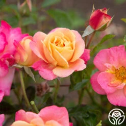 Polynesian Punch™ 16 Polynesian Punch™ -RoseLuxe Shop Polynesian Punch 114