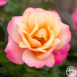 Polynesian Punch™ 22 Polynesian Punch™ -RoseLuxe Shop Polynesian Punch 116