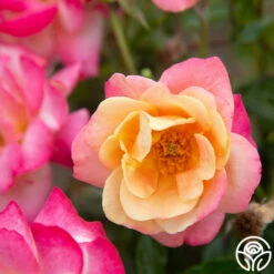 Polynesian Punch™ 21 Polynesian Punch™ -RoseLuxe Shop Polynesian Punch 117