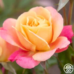 Polynesian Punch™ 25 Polynesian Punch™ -RoseLuxe Shop Polynesian Punch 200