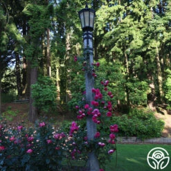 Pretty In Pink Eden Climber® -RoseLuxe Shop Pretty In Pink Eden Climber 12