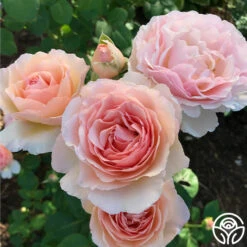 Princesse Charlene De Monaco® 13 Princesse Charlene De Monaco® -RoseLuxe Shop Princesse Charlene de Monaco 11