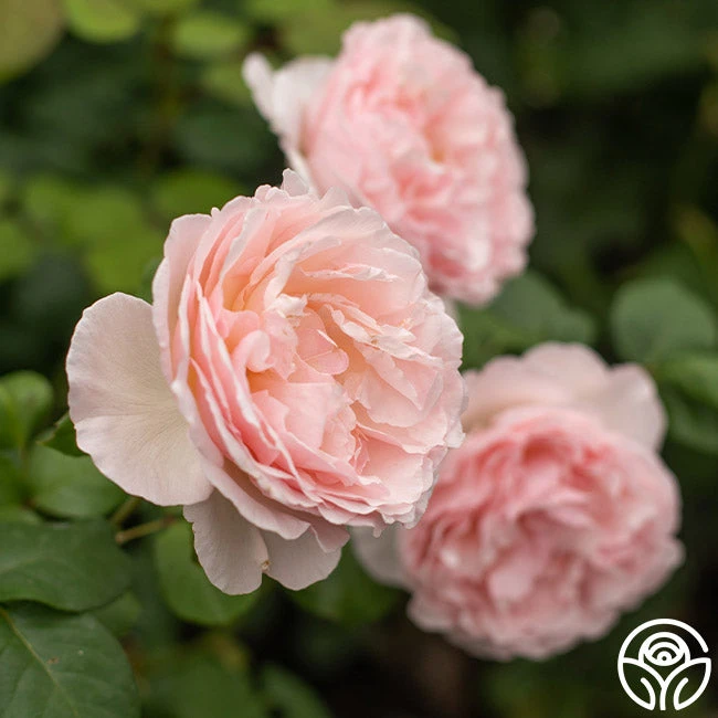 Princesse Charlene De Monaco® 2 Princesse Charlene De Monaco® - Image 2