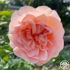 Princesse Charlene De Monaco® 21 Princesse Charlene De Monaco® -RoseLuxe Shop Princesse Charlene de Monaco 12