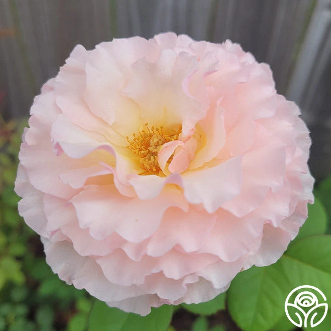 Princesse Charlene De Monaco® 9 Princesse Charlene De Monaco® - Image 9