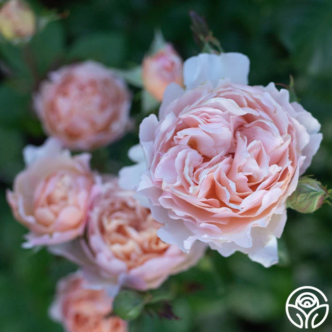 Princesse Charlene De Monaco® 8 Princesse Charlene De Monaco® - Image 8