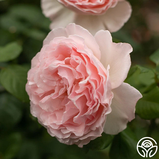 Princesse Charlene De Monaco® 6 Princesse Charlene De Monaco® - Image 6