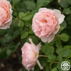 Princesse Charlene De Monaco® 20 Princesse Charlene De Monaco® -RoseLuxe Shop Princesse Charlene de Monaco 9