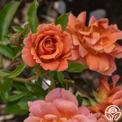 Pumpkin Patch™ -RoseLuxe Shop Pumpkin Patch 14