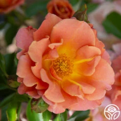 Pumpkin Patch™ -RoseLuxe Shop PumpkinPatch 21