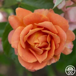 Pumpkin Patch™ -RoseLuxe Shop PumpkinPatch 22