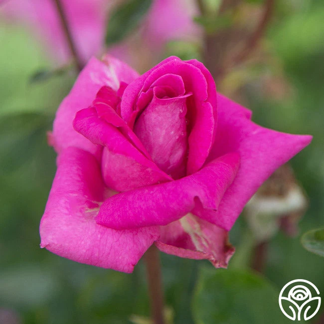 Purple Beauty 6 Purple Beauty - Image 6