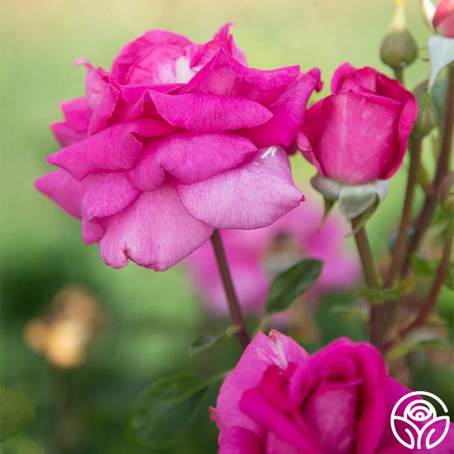 Purple Beauty 2 Purple Beauty - Image 2