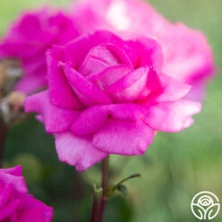 Purple Beauty 12 Purple Beauty -RoseLuxe Shop Purple Beauty 14