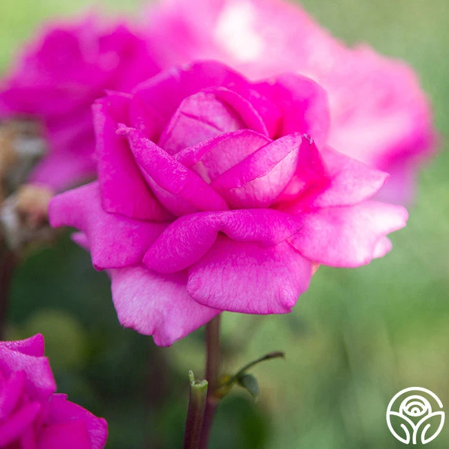 Purple Beauty 5 Purple Beauty - Image 5