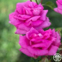 Purple Beauty 10 Purple Beauty -RoseLuxe Shop Purple Beauty 163