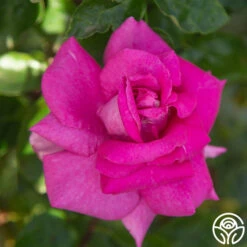 Purple Beauty 11 Purple Beauty -RoseLuxe Shop Purple Beauty 17