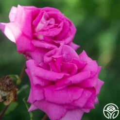 Purple Beauty 14 Purple Beauty -RoseLuxe Shop Purple Beauty 18