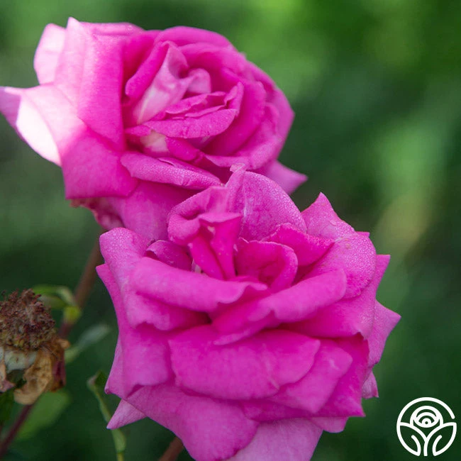 Purple Beauty 7 Purple Beauty - Image 7