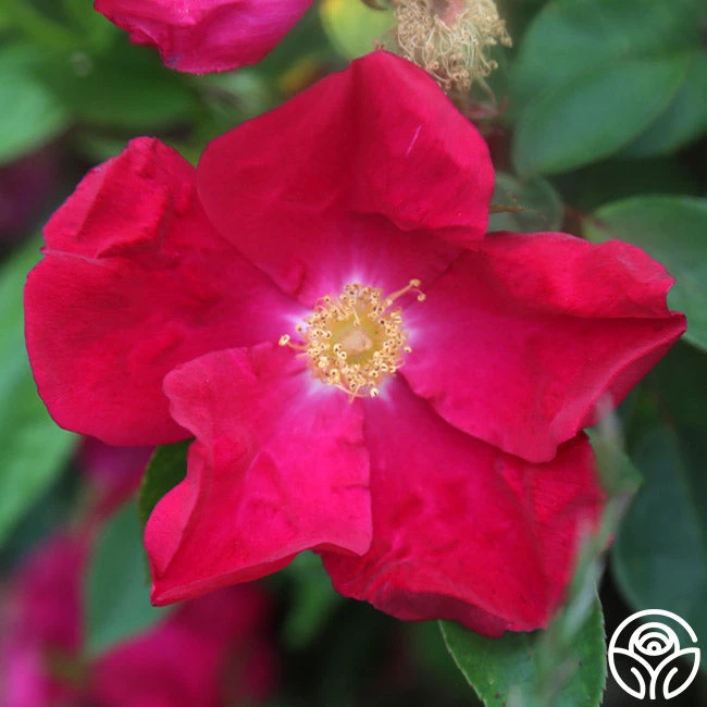 Purple Floorshow 2 Purple Floorshow - Image 2
