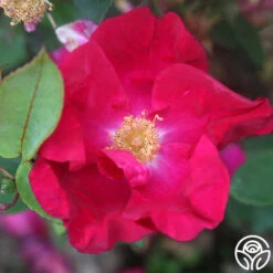 Purple Floorshow 6 Purple Floorshow -RoseLuxe Shop Purple Floorshow 15