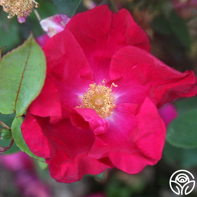 Purple Floorshow 3 Purple Floorshow - Image 3