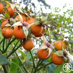 Purple Floorshow 7 Purple Floorshow -RoseLuxe Shop Purple Floorshow 18