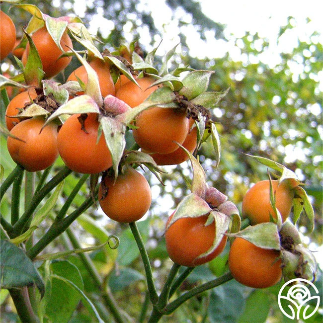 Purple Floorshow 4 Purple Floorshow - Image 4