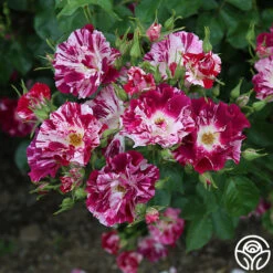 Purple Splash 14 Purple Splash -RoseLuxe Shop Purple Splash 11