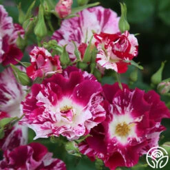 Purple Splash 19 Purple Splash -RoseLuxe Shop Purple Splash 14