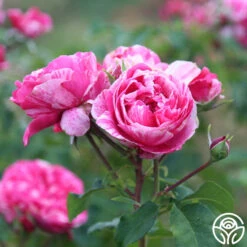 Raspberry Cream Twirl™ 13 Raspberry Cream Twirl™ -RoseLuxe Shop Raspberry Cream Twirl 12