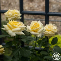 Robert Bruce 13 Robert Bruce -RoseLuxe Shop Robert Bruce 11