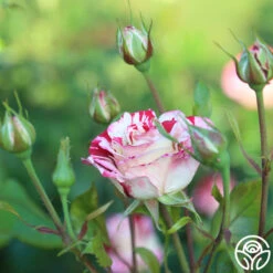 Rock & Roll™ 8 Rock & Roll™ -RoseLuxe Shop Rock Roll 11