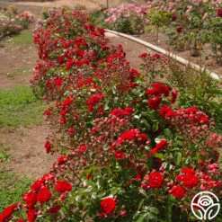 Veranda® Roxanne 13 Veranda® Roxanne -RoseLuxe Shop Roxanne veranda 11