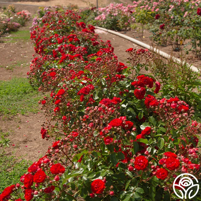 Veranda® Roxanne 5 Veranda® Roxanne - Image 5